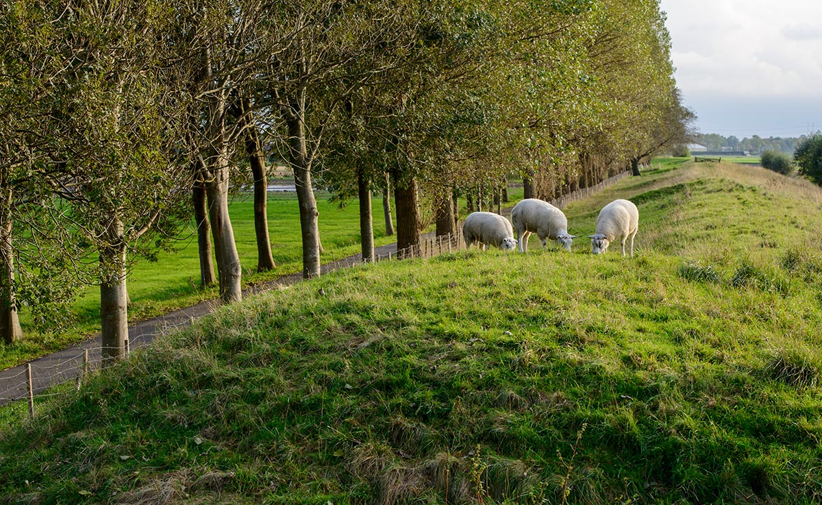Vuurlinie bij Wijkertocht